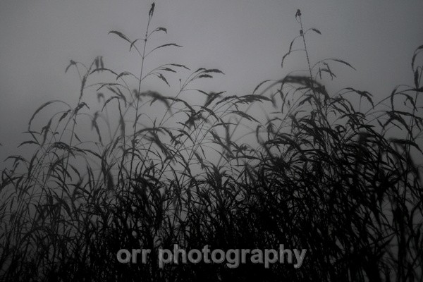  - Flowers