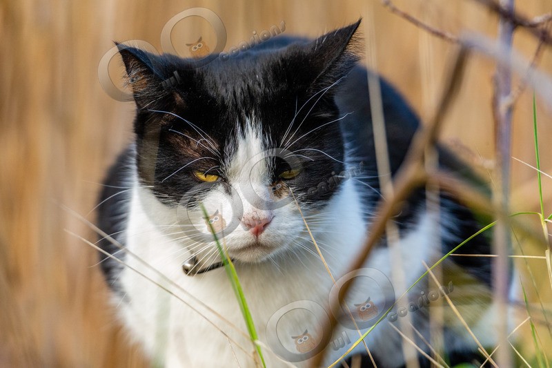 cat domestic-4125 - Pet Photography