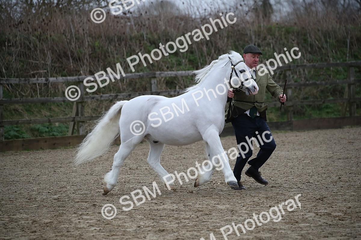 SBM_004079 - Class 1-4 - Young Stock classes Inc. In Hand Championship