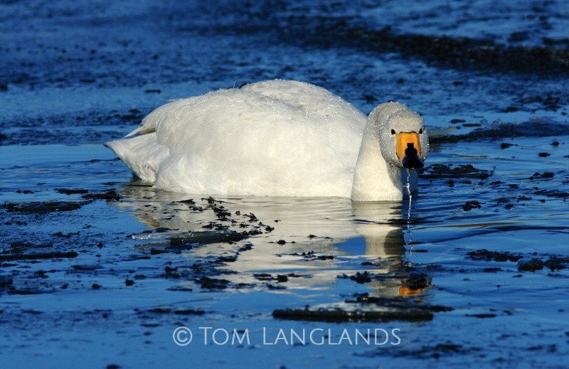 Whooper Swan - Swans and Geese