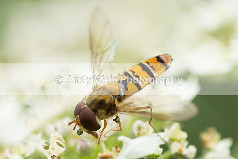 20130823-3K8A5601 - Insects