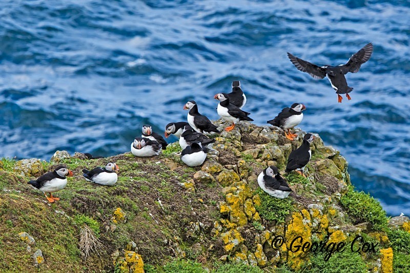 Puffin Group - Puffins
