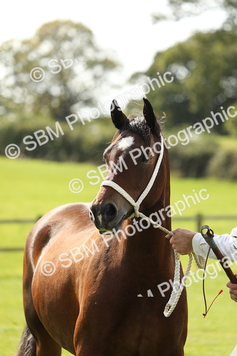 SBM_66329 - In Hand Pony & Youngstock Supreme Championship
