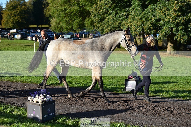 231022-093520-21896 - 471-LISCARROW.SHILOH-Justine.Walker-TrotUp+SJ