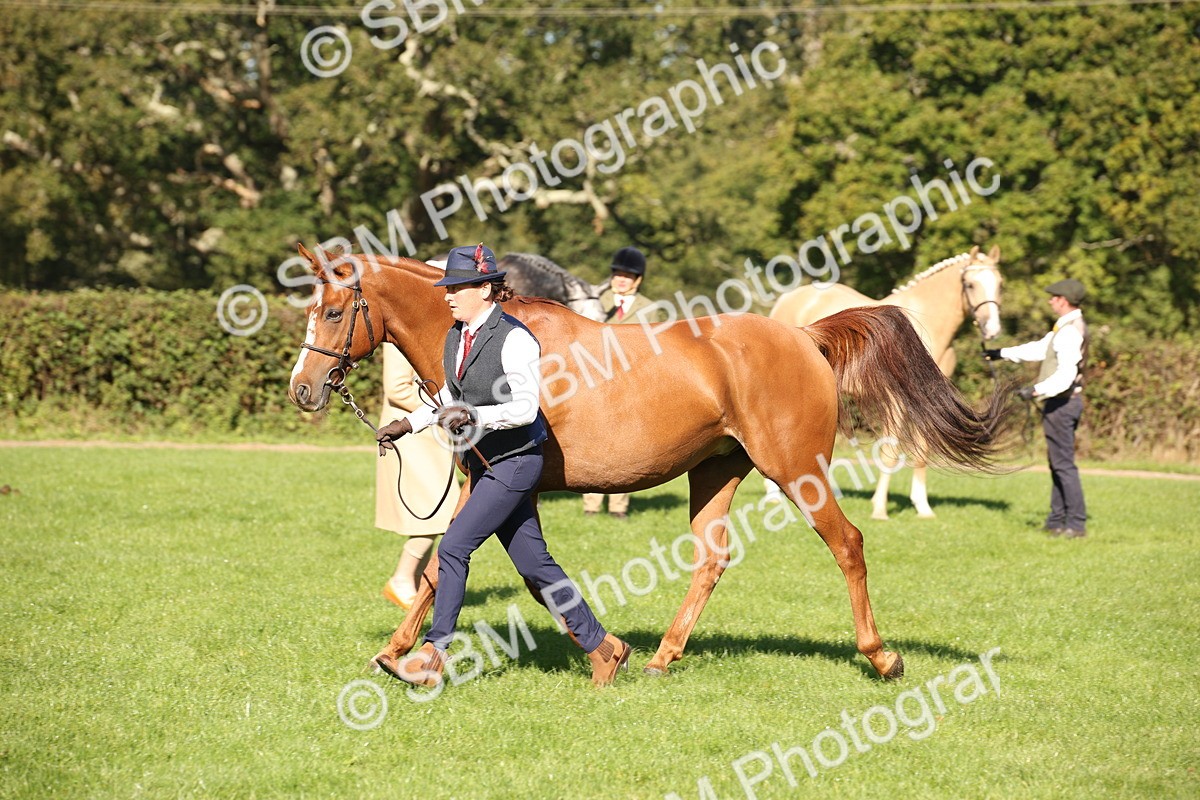 SBM_36607 - S10 - Best In Hand Horse & Pony