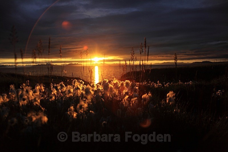 Arctic Cotton Grass 0119 - Autumn