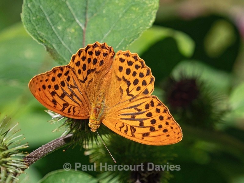 Silver-Washed Fritillary (Argynnis paphia) ♀ - Insects, Spiders and other Animals