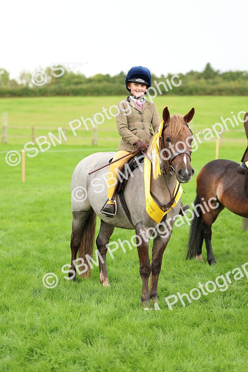 SBM_41877 - S32 - Mountain & Moorland Working Hunter Pony