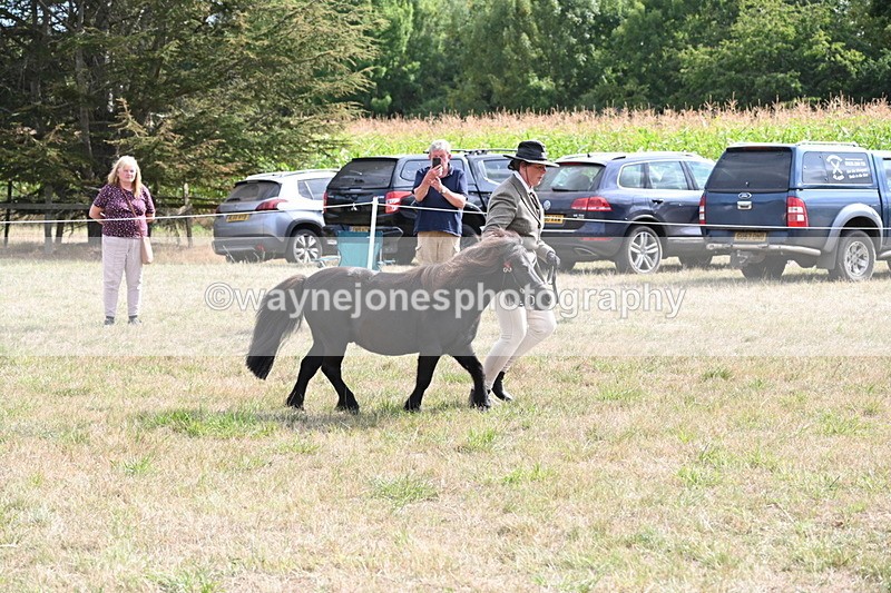 WJ6_7037 - Class 21 Shetland & Mini Horses