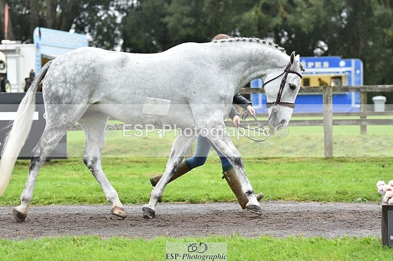 231018-124540-00502 - 061-SAYS.ALL-Maisie.Morgan-TrotUp