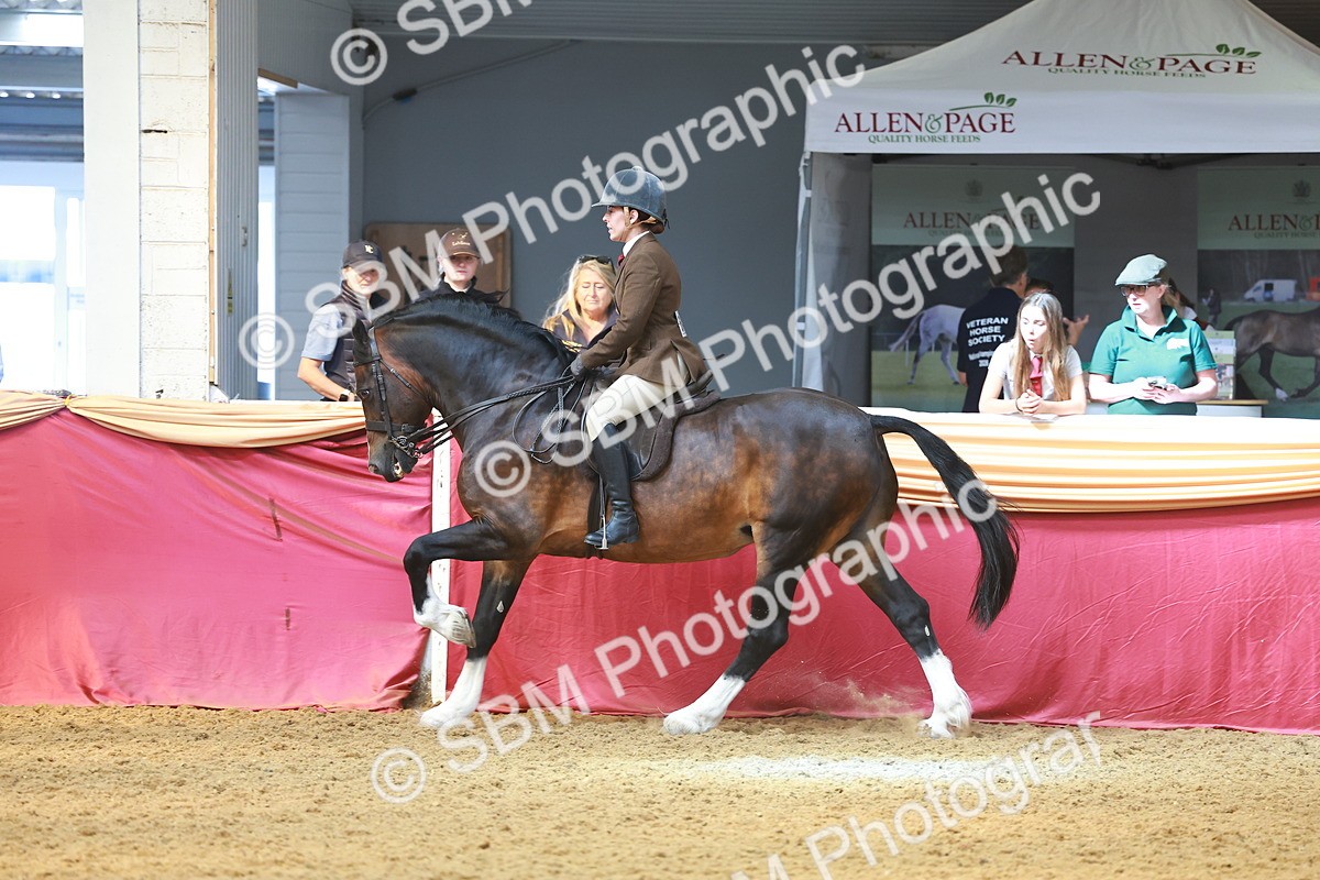 SBM_12595 - Class 103 - HOYS Veteran Qualifier - Ridden Pre Vet
