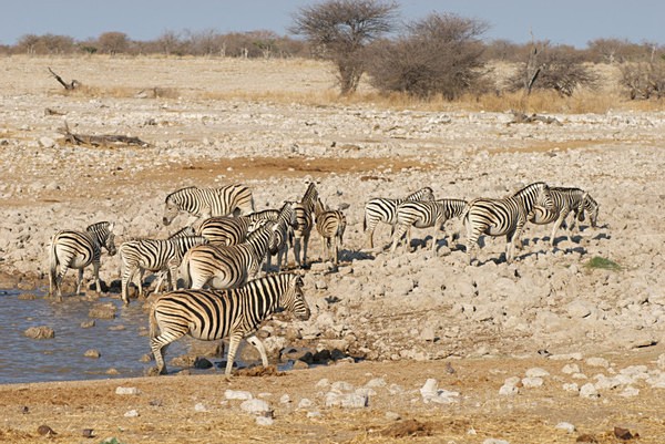  - African Journey
