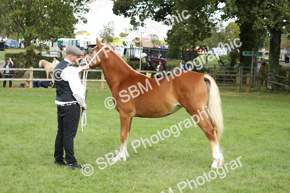 SBM_65497 - S47 - Mountain & Moorland In Hand Large Breeds