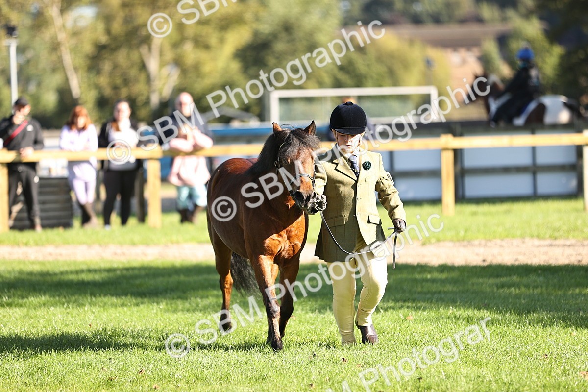 SBM_15889 - S1 - TSR in Hand Horse & Pony Showing