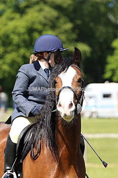 IMG_3542 - Working Hunter