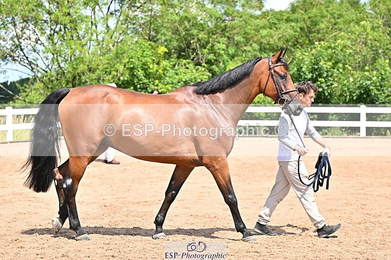 240718A-105243-01077 - Trot Up 12pm to 1pm