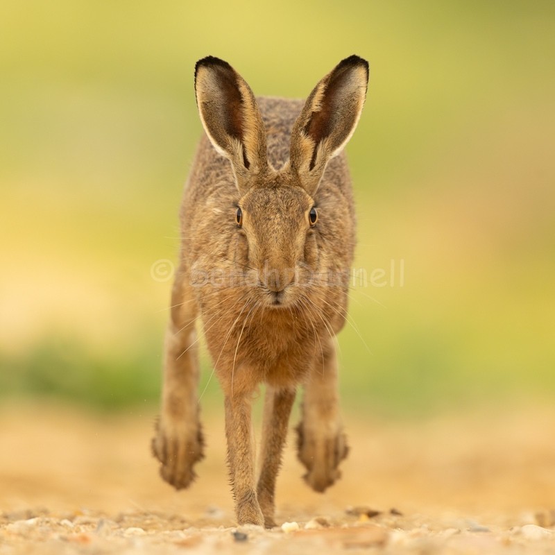 Running Hare 202615 - Greeting Cards