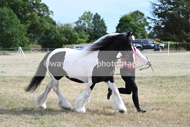 WJ7_8114 - In-hand Championship