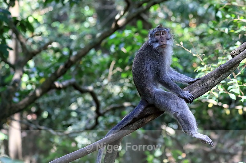 Macaque resting on tree branch, Ubud, Bali - Monkey