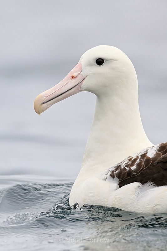 Royal Albatross portrait, Pacific Ocean, Chile - Royal Albatross