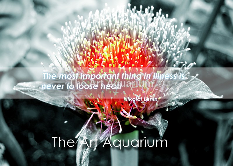 The Art Aquarium - Rachael Inchboard