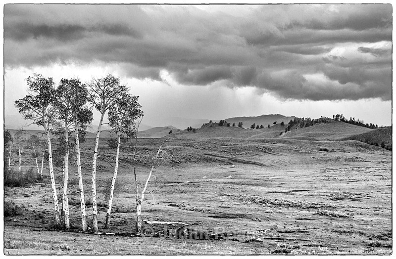 Aspens in a Storm - Yellowstone