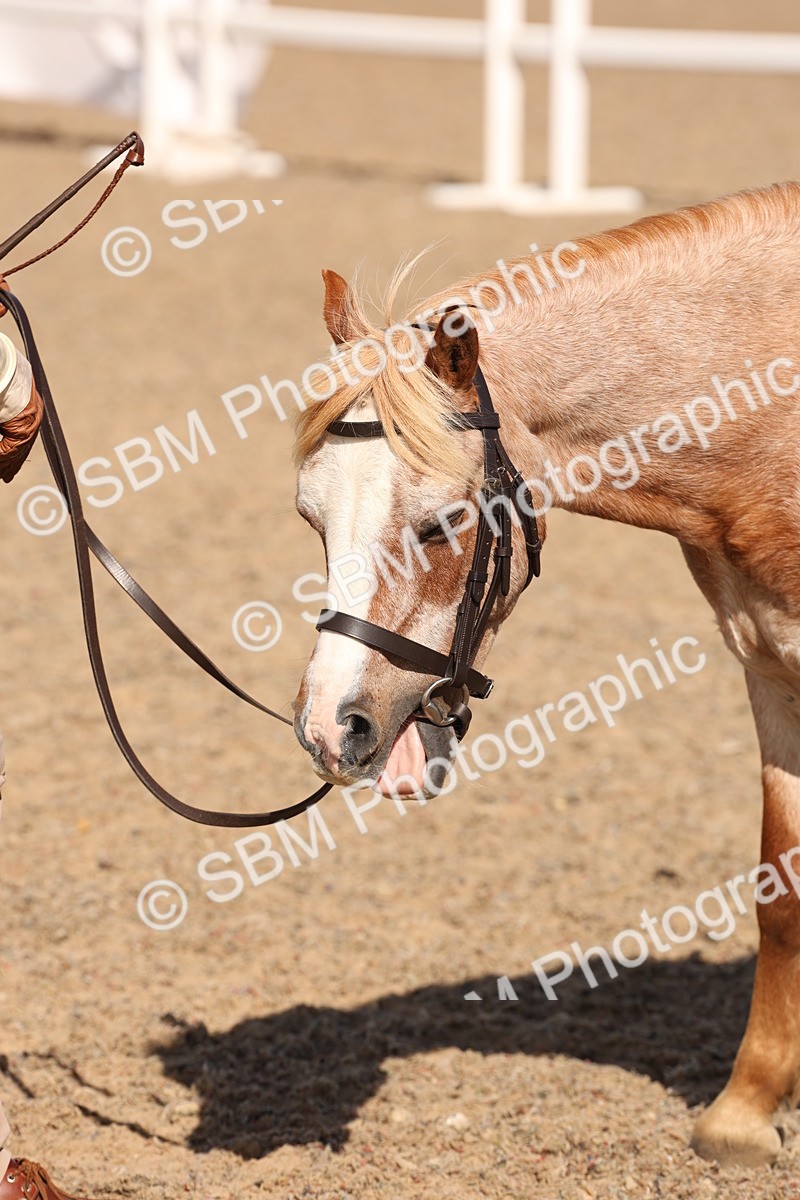 SBM_14123 - Class 207 - IH M&M