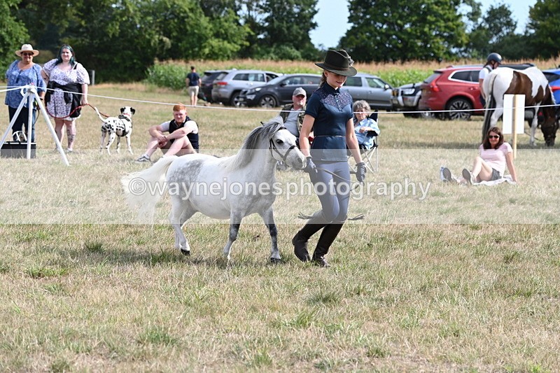WJ6_7060 - Class 21 Shetland & Mini Horses