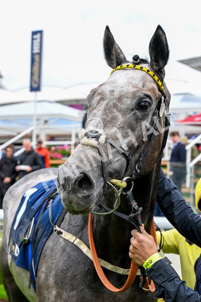 101025-Race 1-Ice Max-0094 - Race 1 William Hill Autumn Mile Handicap at York