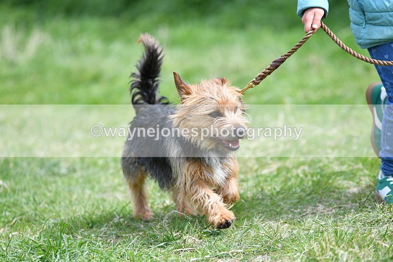 WJ5_0460 - Class 7 Best Terrier