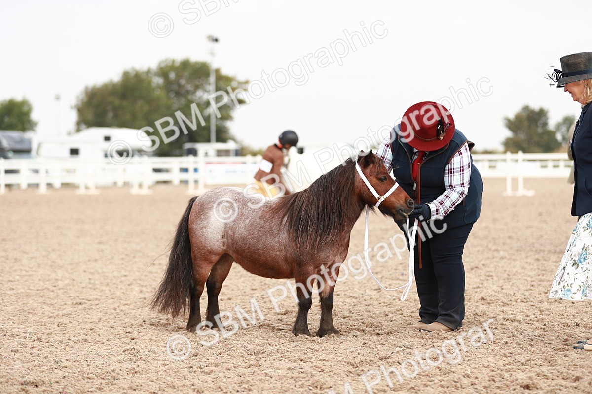 SBM_11830 - Class 206 IH Non Show Type Pony