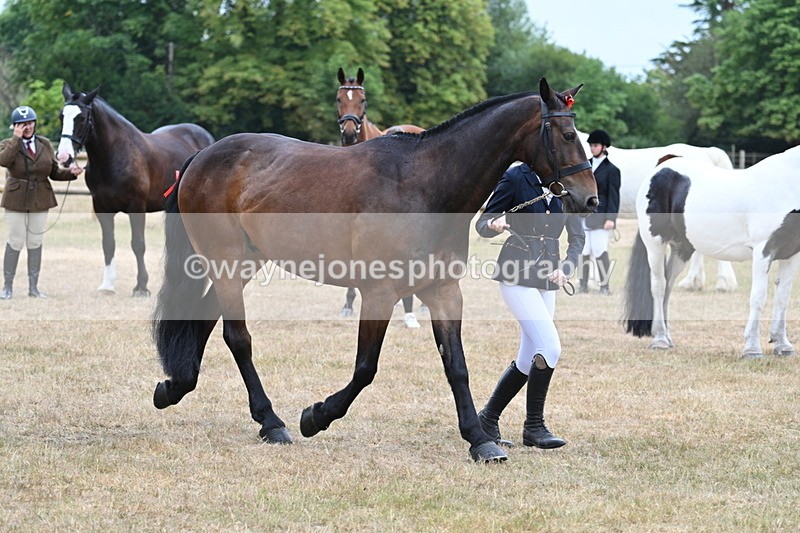 WJ7_9796 - Class 5a Most Handsome Gelding (above 14.2hh)