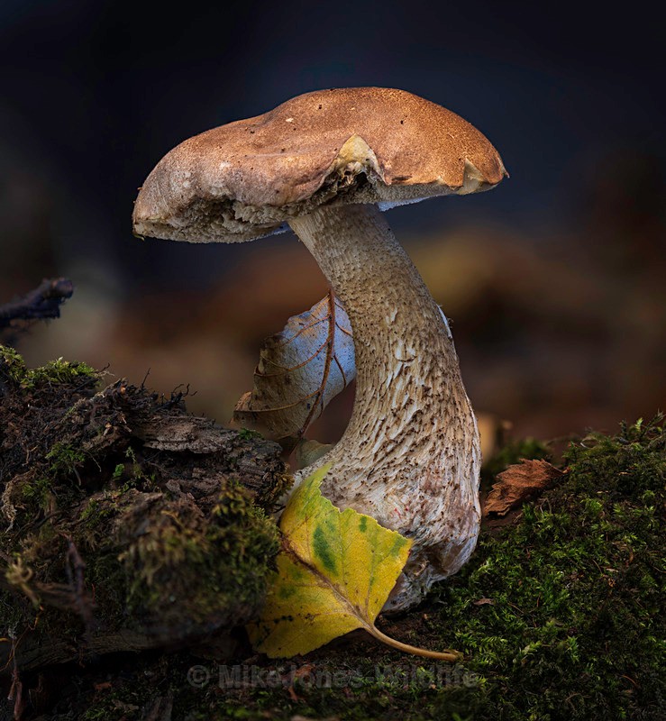 Fungi, Cholmodeley castle - AUTUMN 2025 FUNGI/MUSHROOMS
