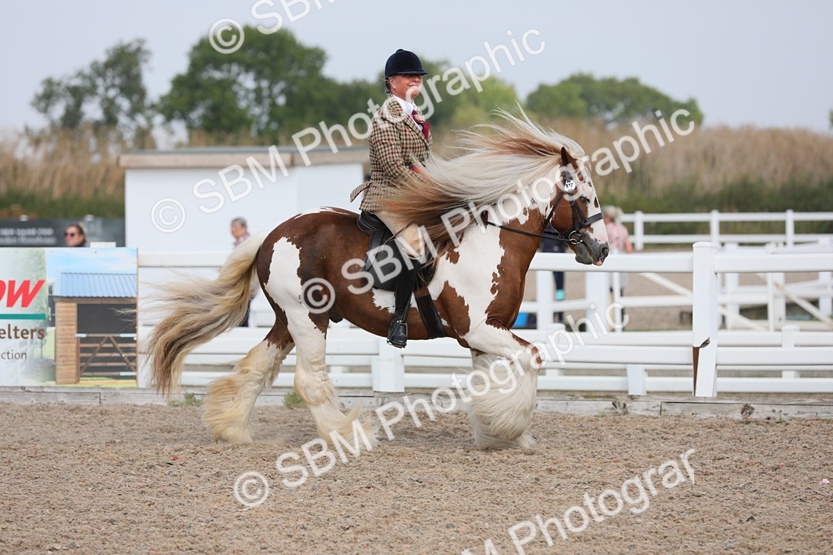 SBM_12879 - Class 307 Ridden Coloured Pony
