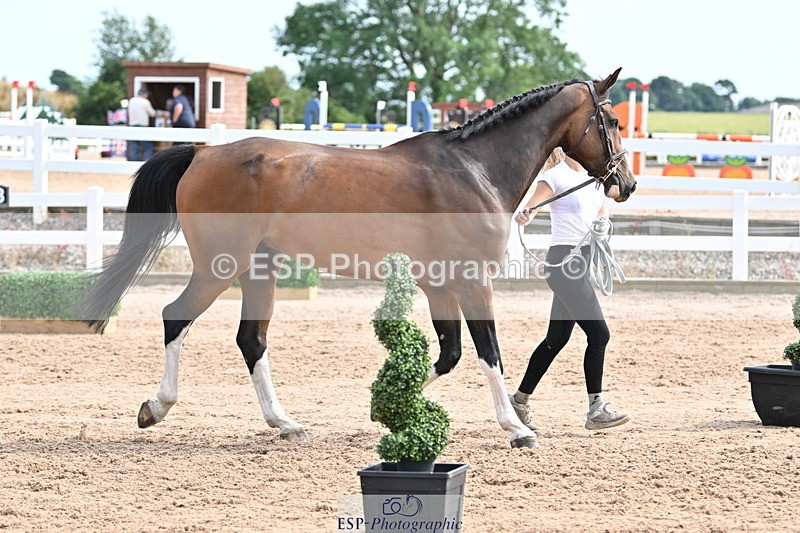 240717A-162001-03414 - Trot Up 4pm to 5pm