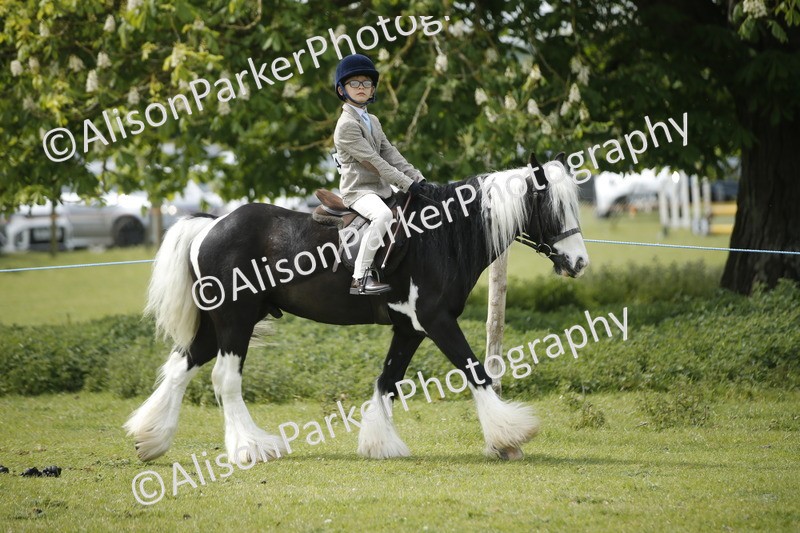 20260426-2138 - Class 9 - Handsomest Gelding