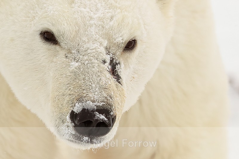 Scarred male Polar Bear close-up, Churchill, Canada - Polar Bear