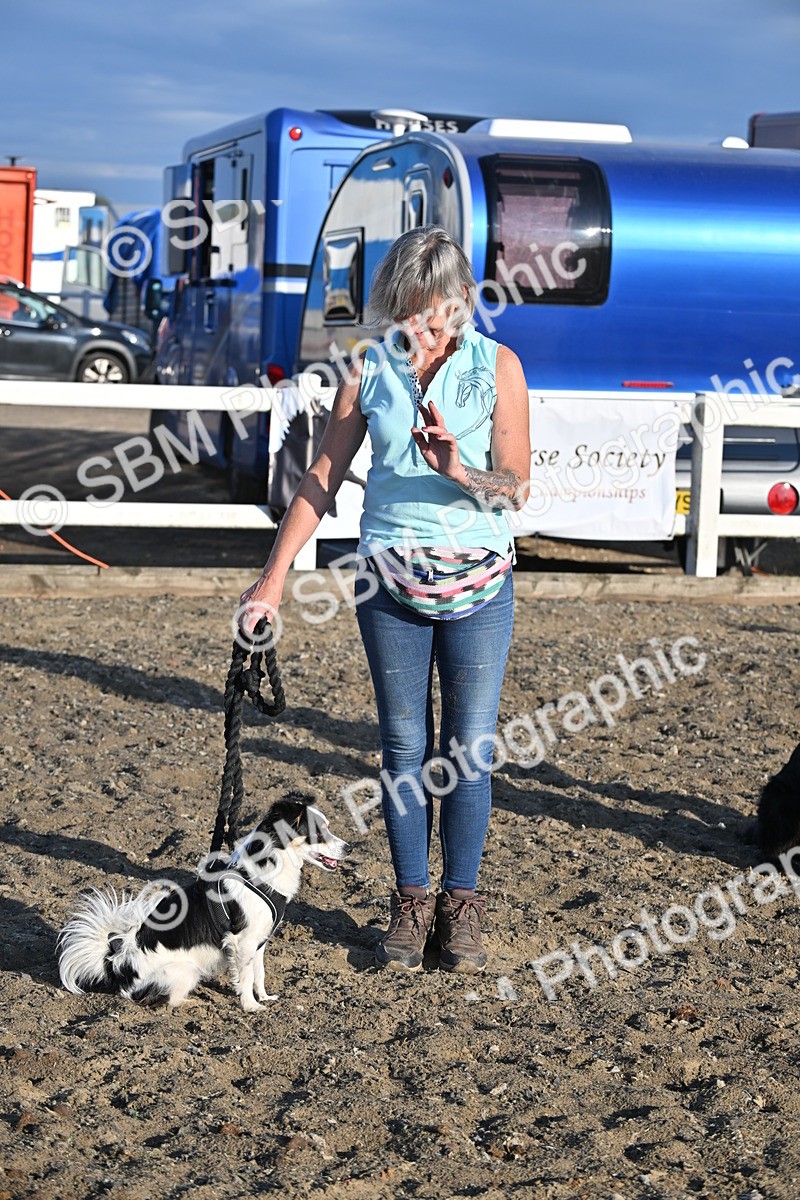 SBM_09382 - Lorry Dogs