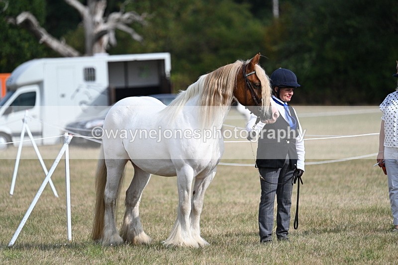 WJ7_8144 - In-hand Championship