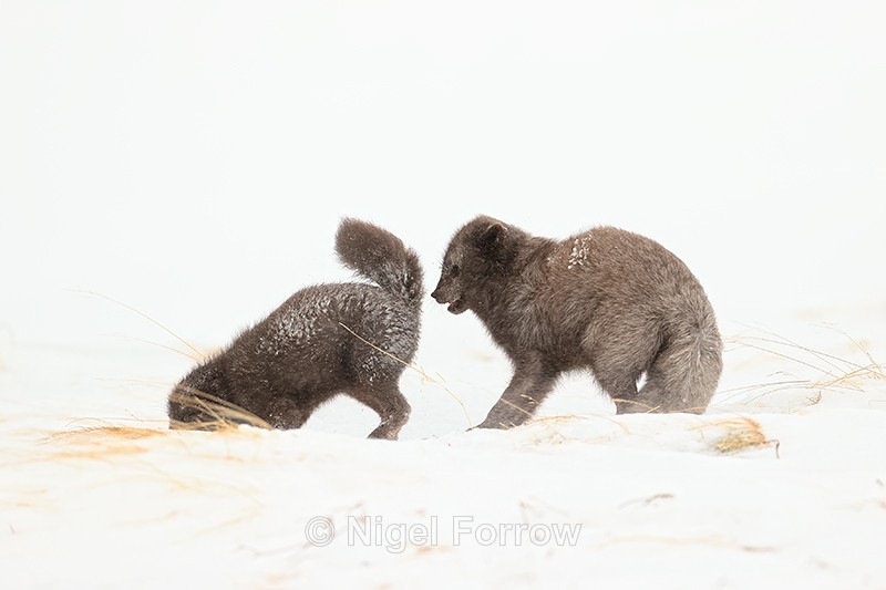 Courting Arctic Foxes, Hornstrandir, Iceland - Arctic Fox