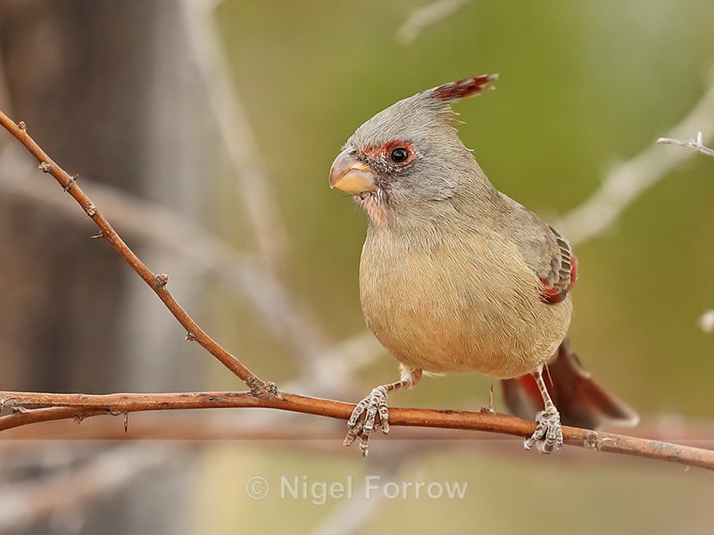 Pyrrhuloxia (female) perched, New Mexico - Pyrrhuloxia