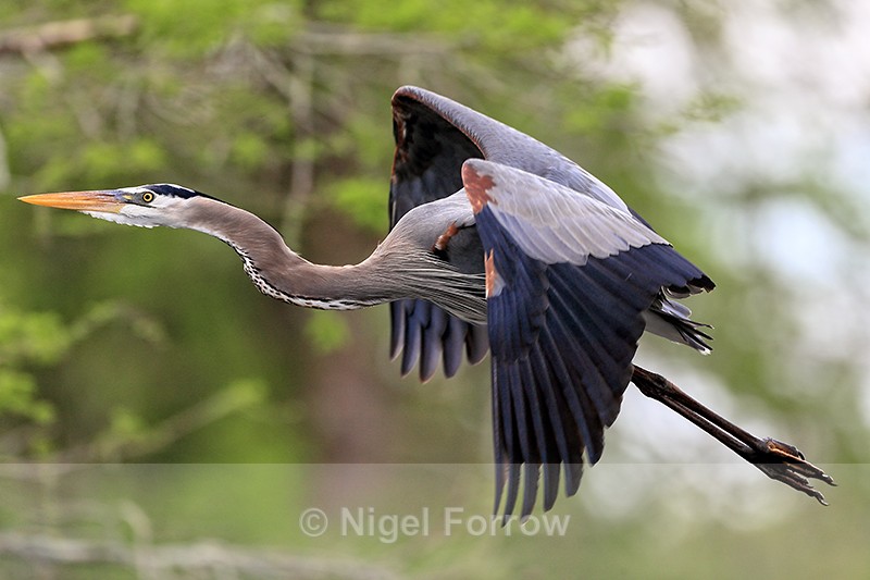 Great Blue Heron close flypast, Blue Cypress Lake, Florida - Great Blue Heron