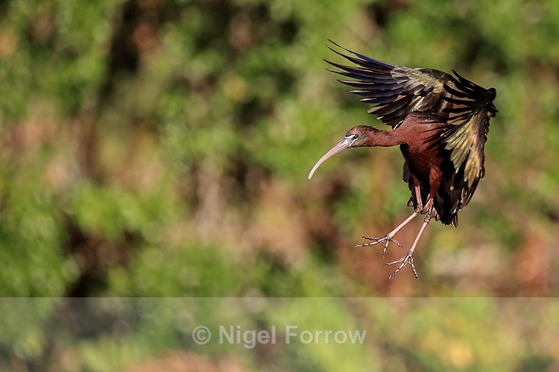 Glossy Ibis slowing to land, Wakodahatchee Wetlands, Florida - Glossy Ibis