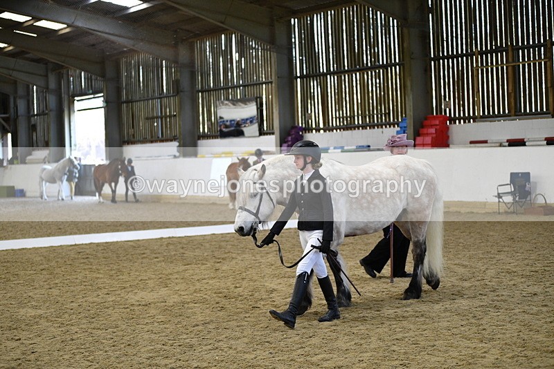 WJ5_4326 - Class 6 In hand M&M - Large Breeds