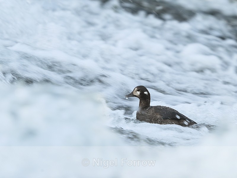 Harlequin Duck (female) in rapids, River Laxa, Iceland - Harlequin Duck