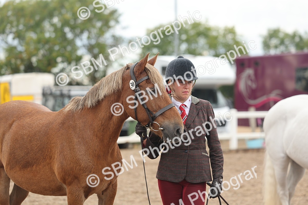 SBM_07815 - Class 27 - IH Competition Horse/Pony