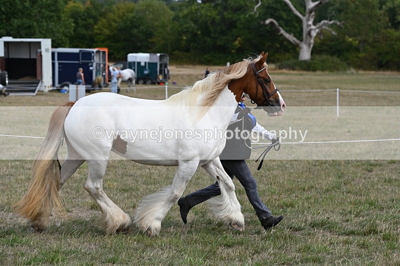 WJ6_6546 - Class 20 In-hand Cob