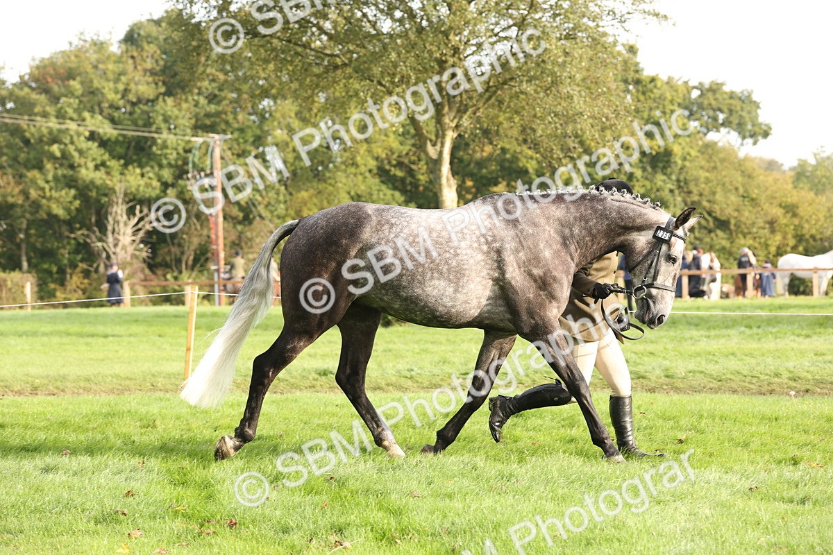 SBM_54671 - S53 - Hunter In Hand