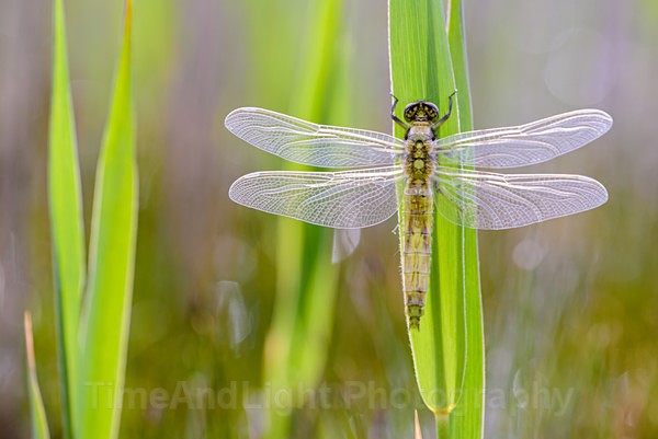 Teneral Black-tailed Skimmer - Dragonflies & Damselflies