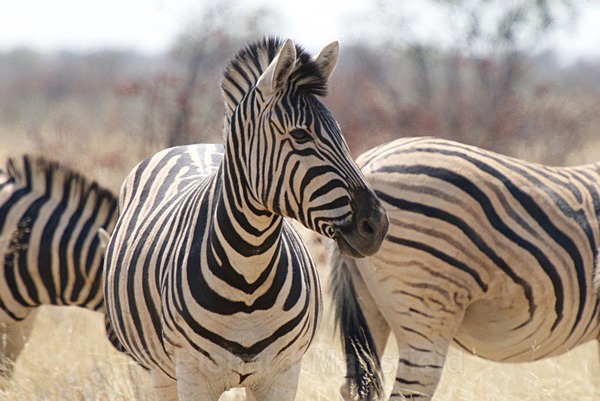  - African Journey